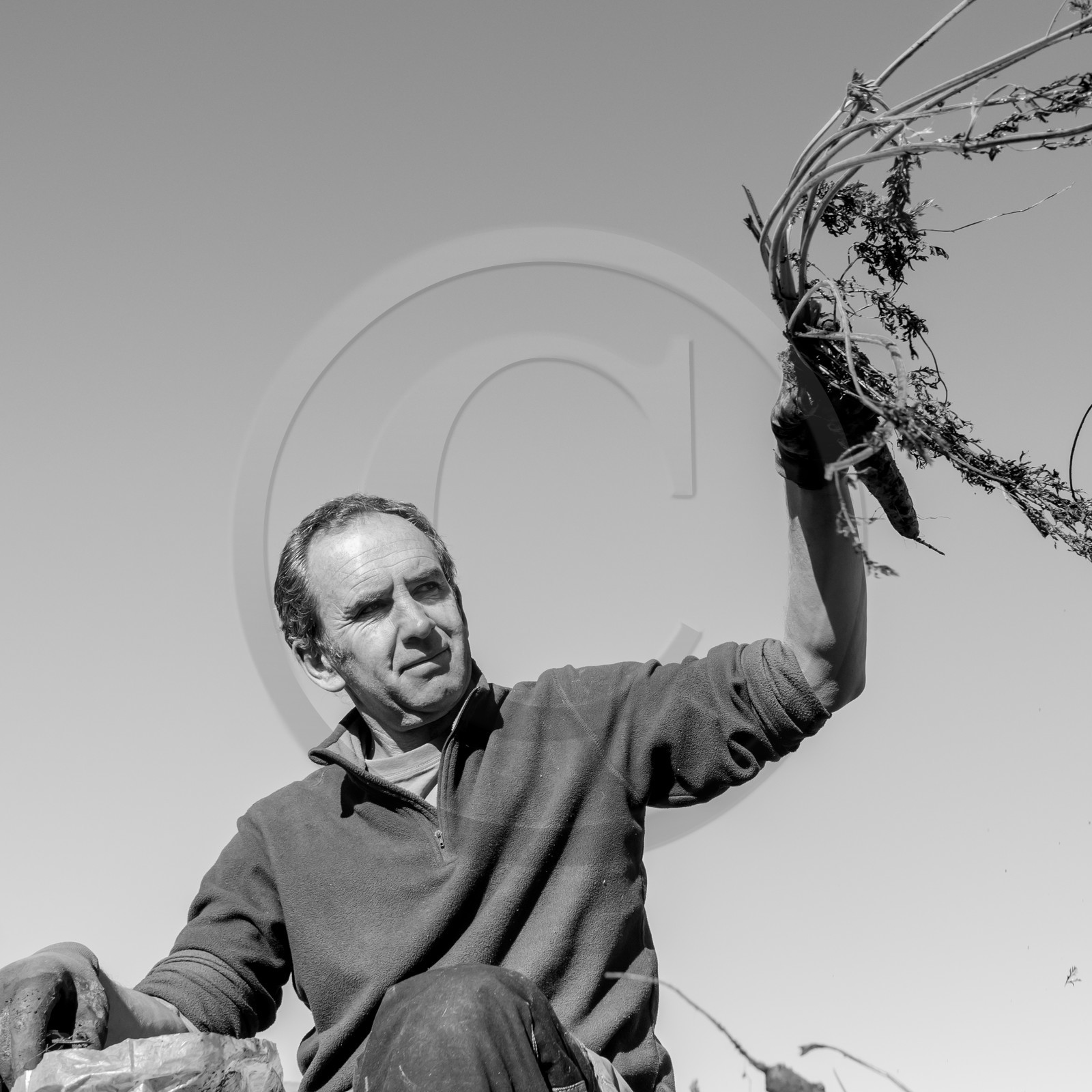 La récolte des carottes