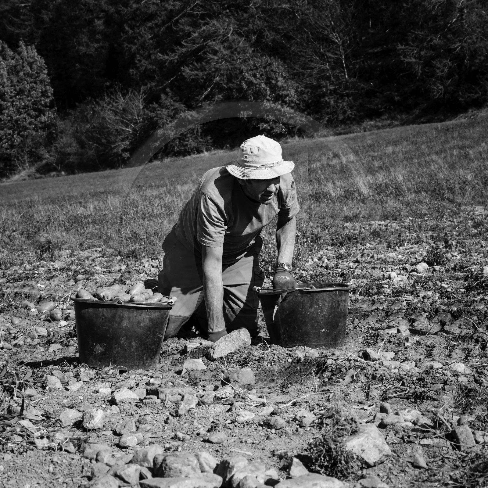 La récolte des pommes de terre
