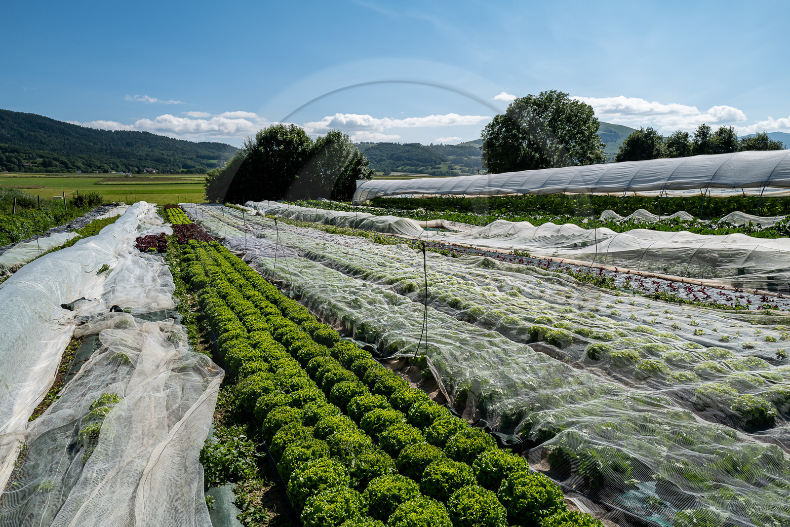 Légumontagne : maraichage biologique à Ancelle