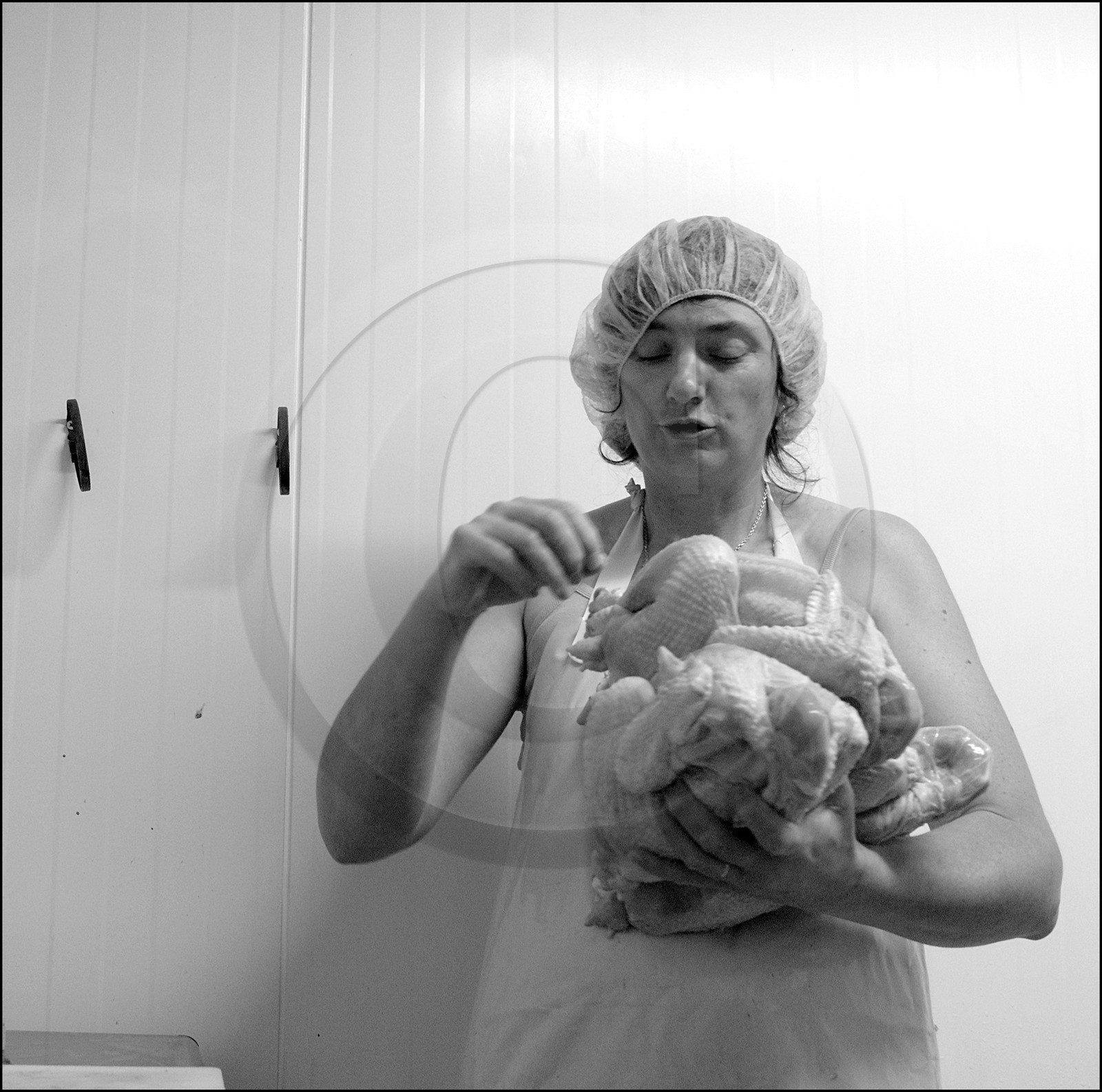 L'abattage des poulets