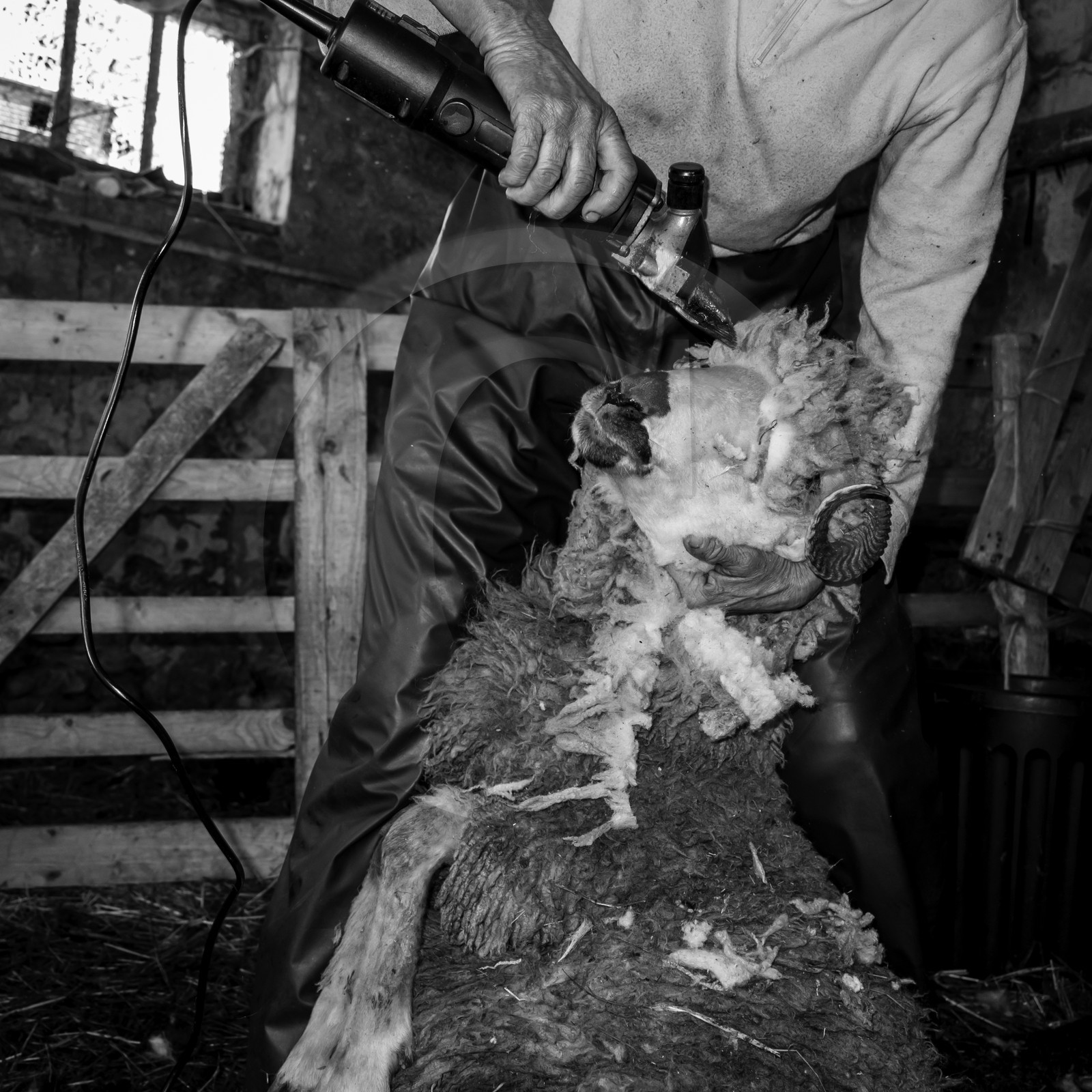 La tonte des moutons