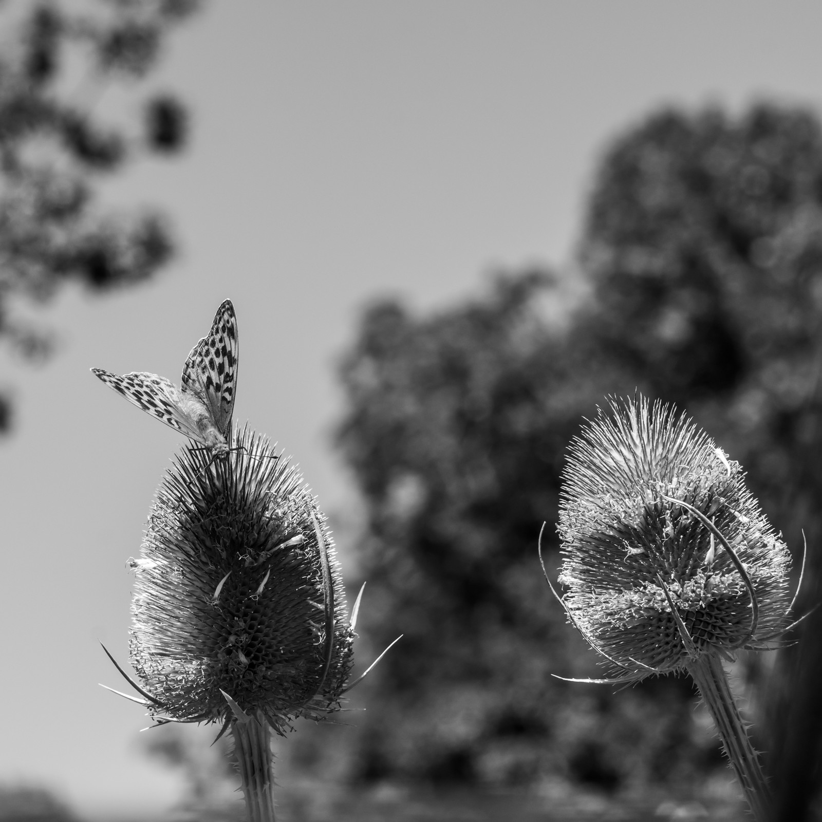 16 juillet 2025 : Les Triplettes