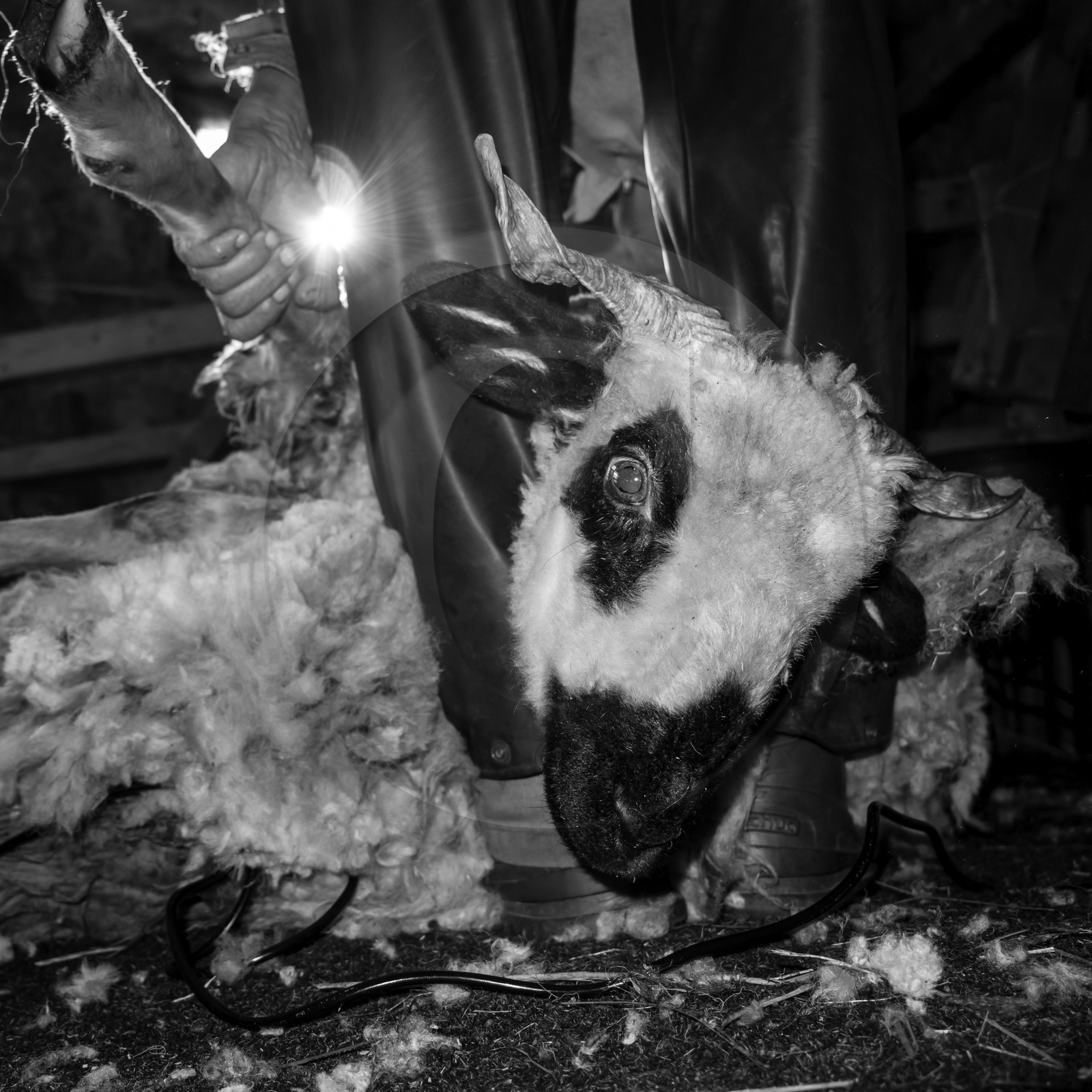 La tonte des moutons