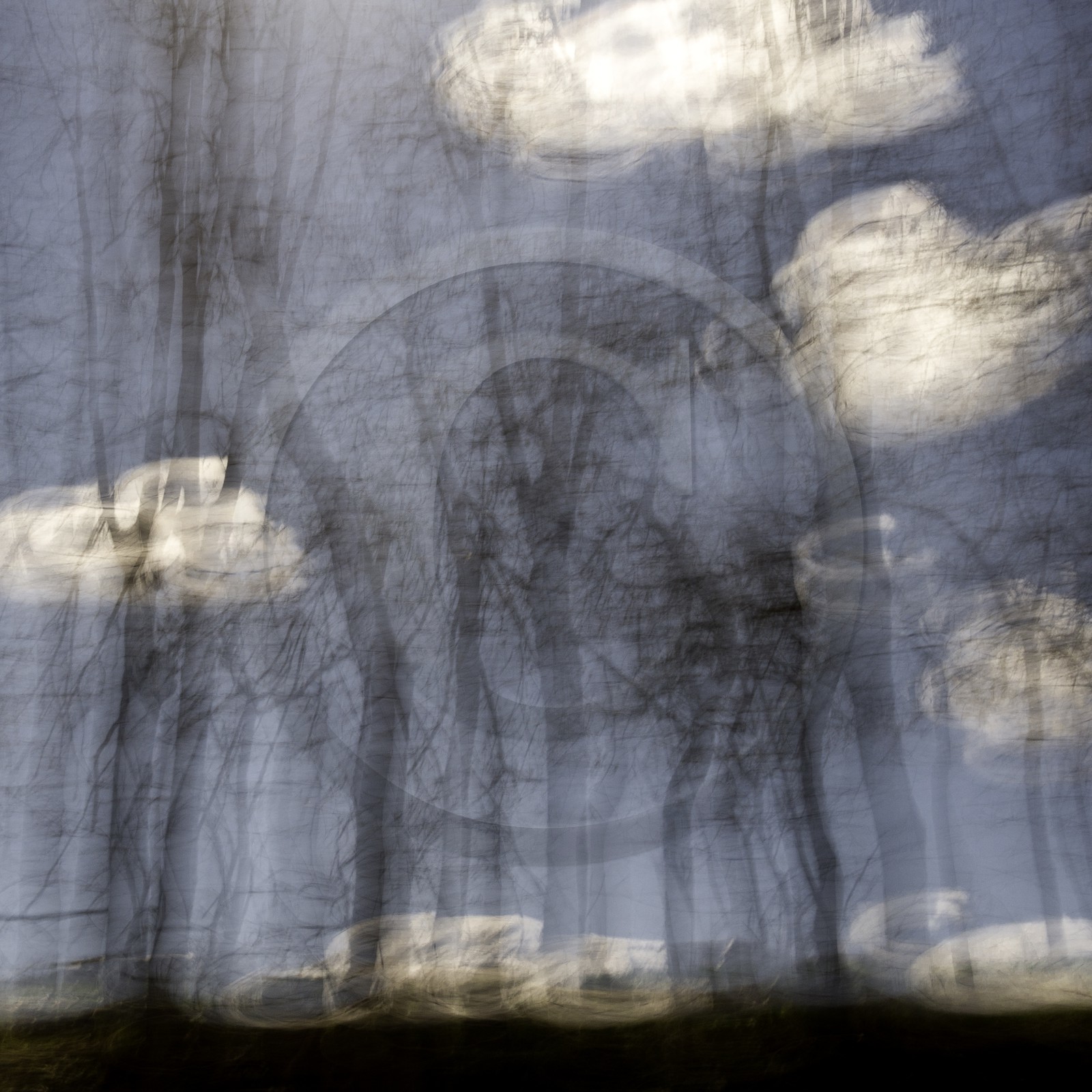 Le Pays des Arbres Flous