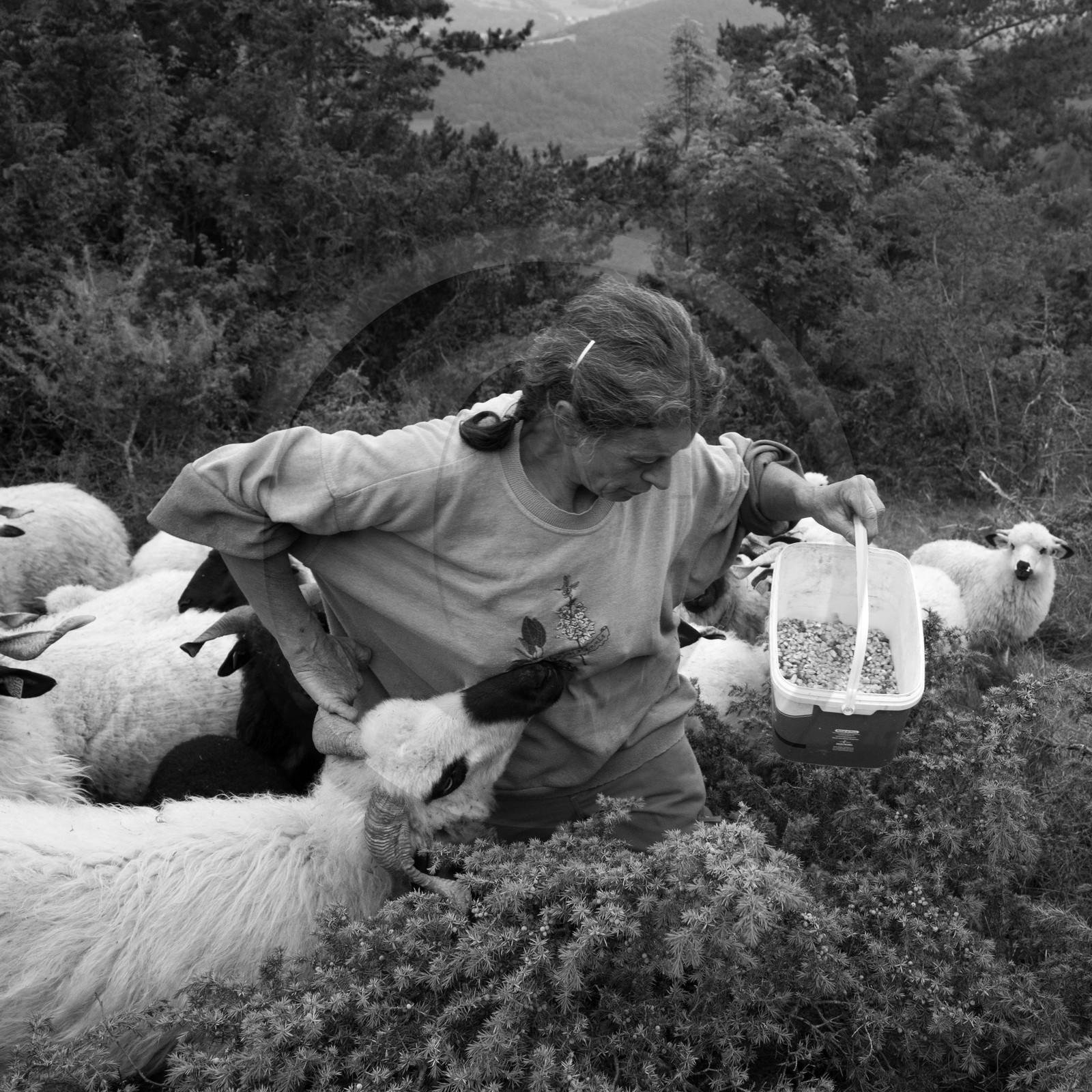 La transhumance des brebis