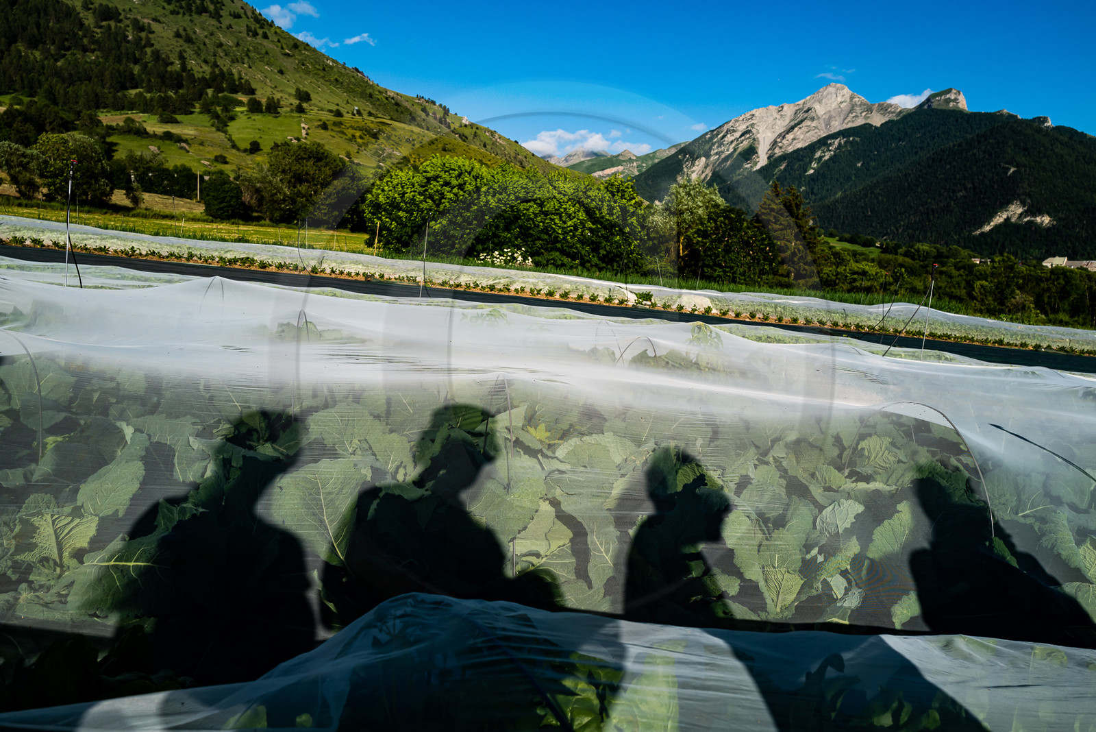 Légumontagne : maraichage biologique à Ancelle