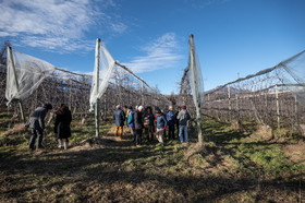 Croqueurs de pommes des Alpes Latines