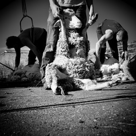 La tonte des moutons