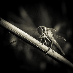 Portrait de libellule