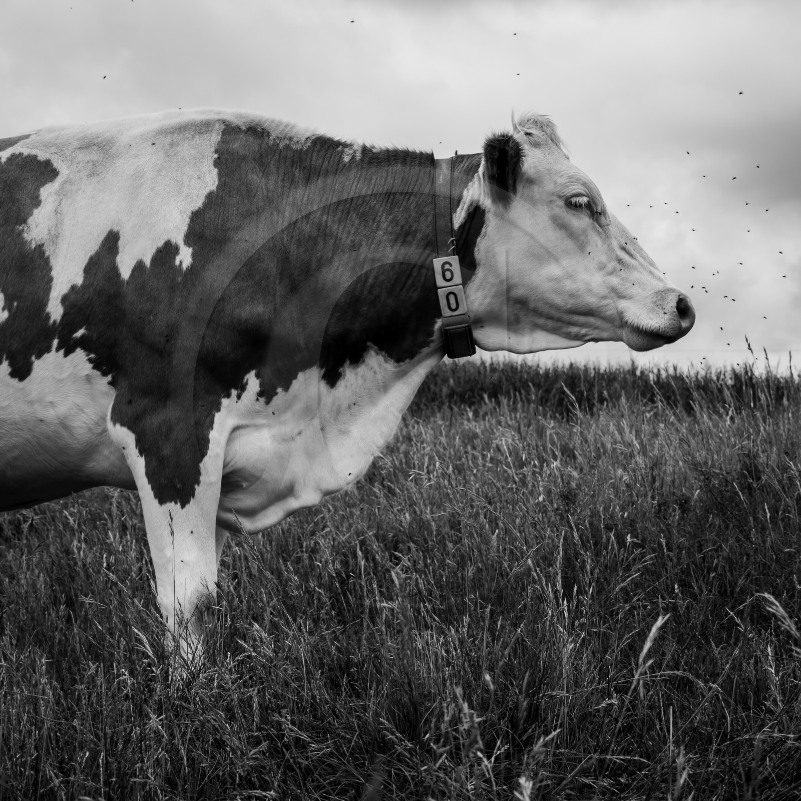 Les vaches au paturage