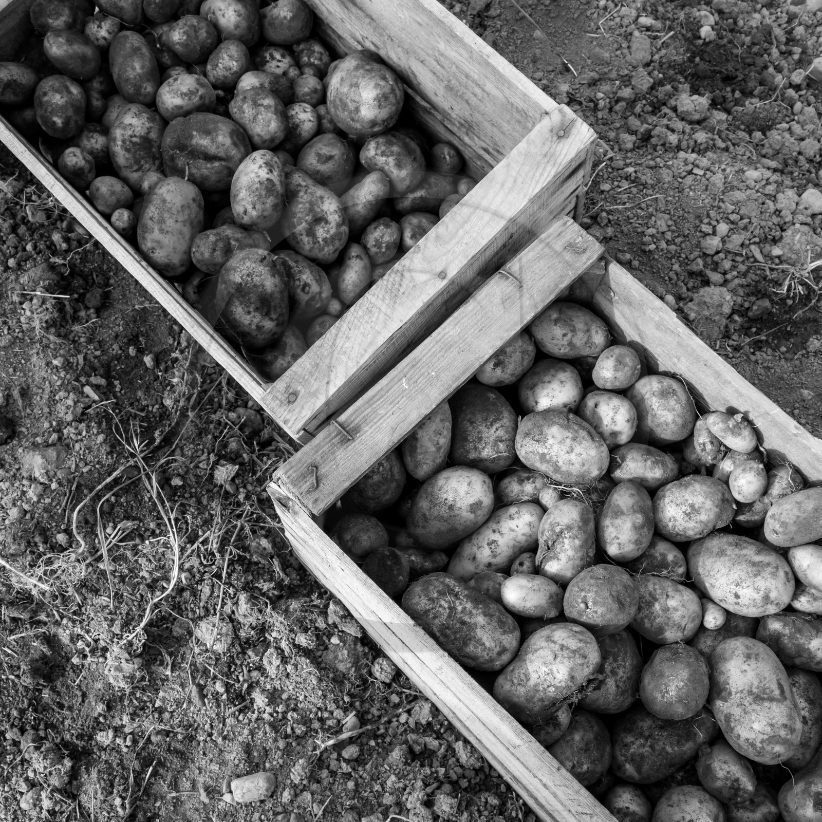 La récolte des pommes de terre avec un cheval