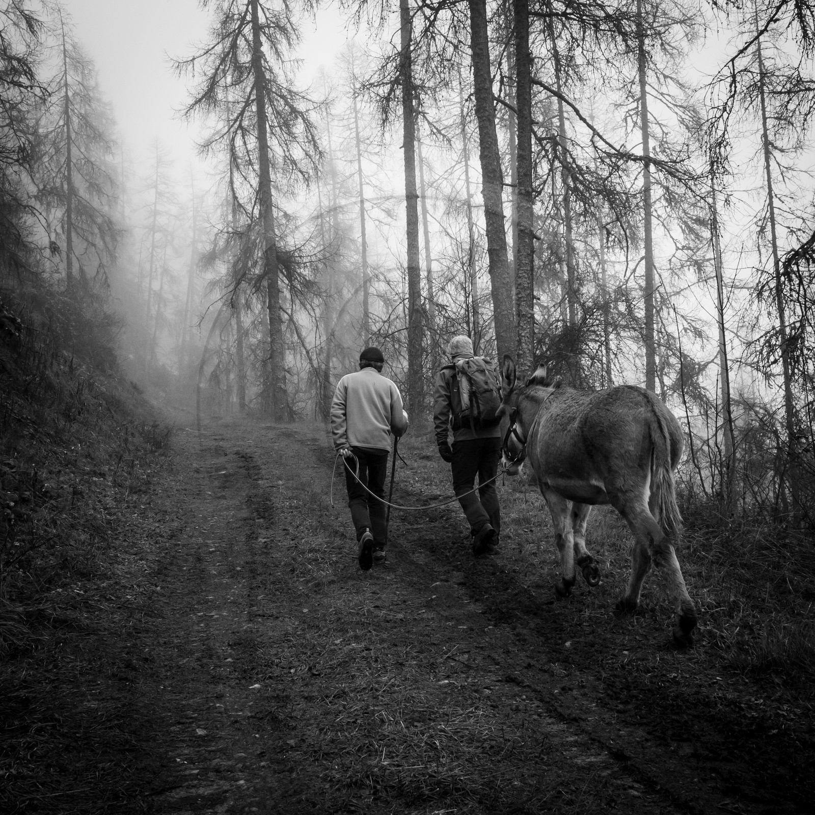 La transhumance des ânes