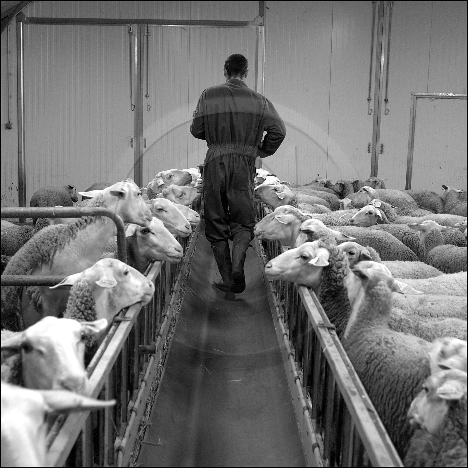 Elevage brebis laitières