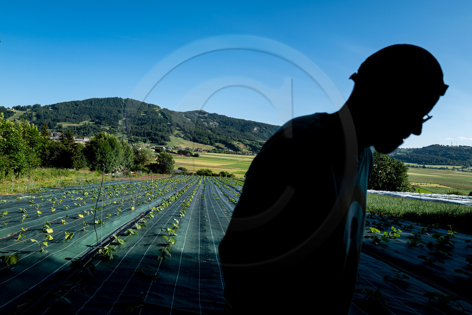 Légumontagne : maraichage biologique à Ancelle