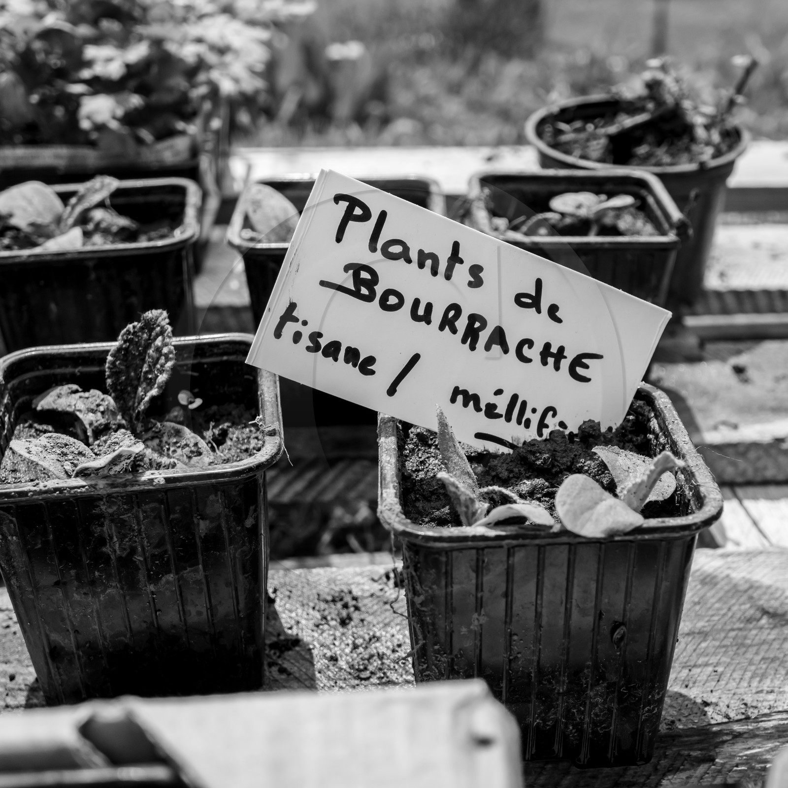 25 mai 2019 : Vide-Jardin de l'Ouort de Benevènt
