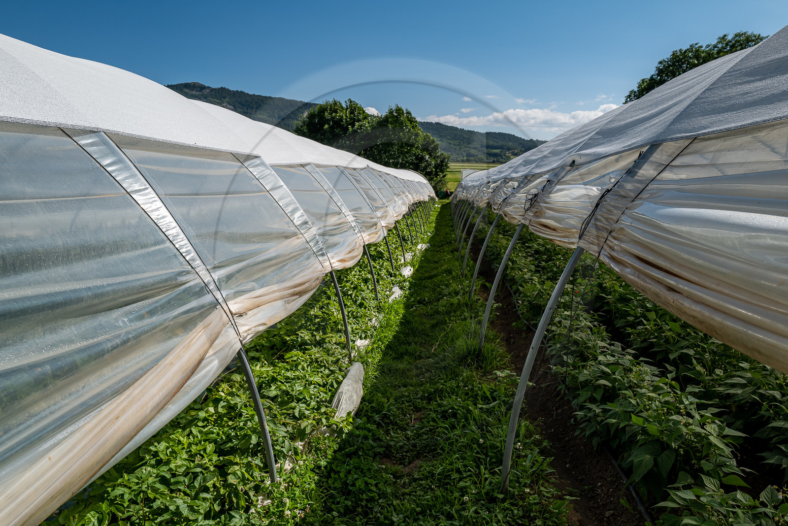 Légumontagne : maraichage biologique à Ancelle