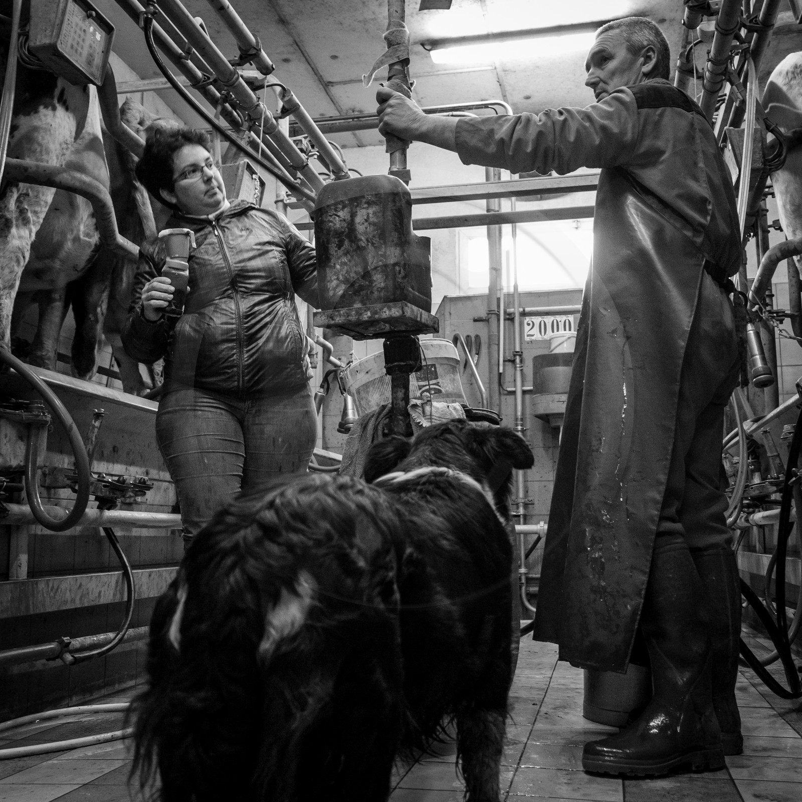 La traite des vaches