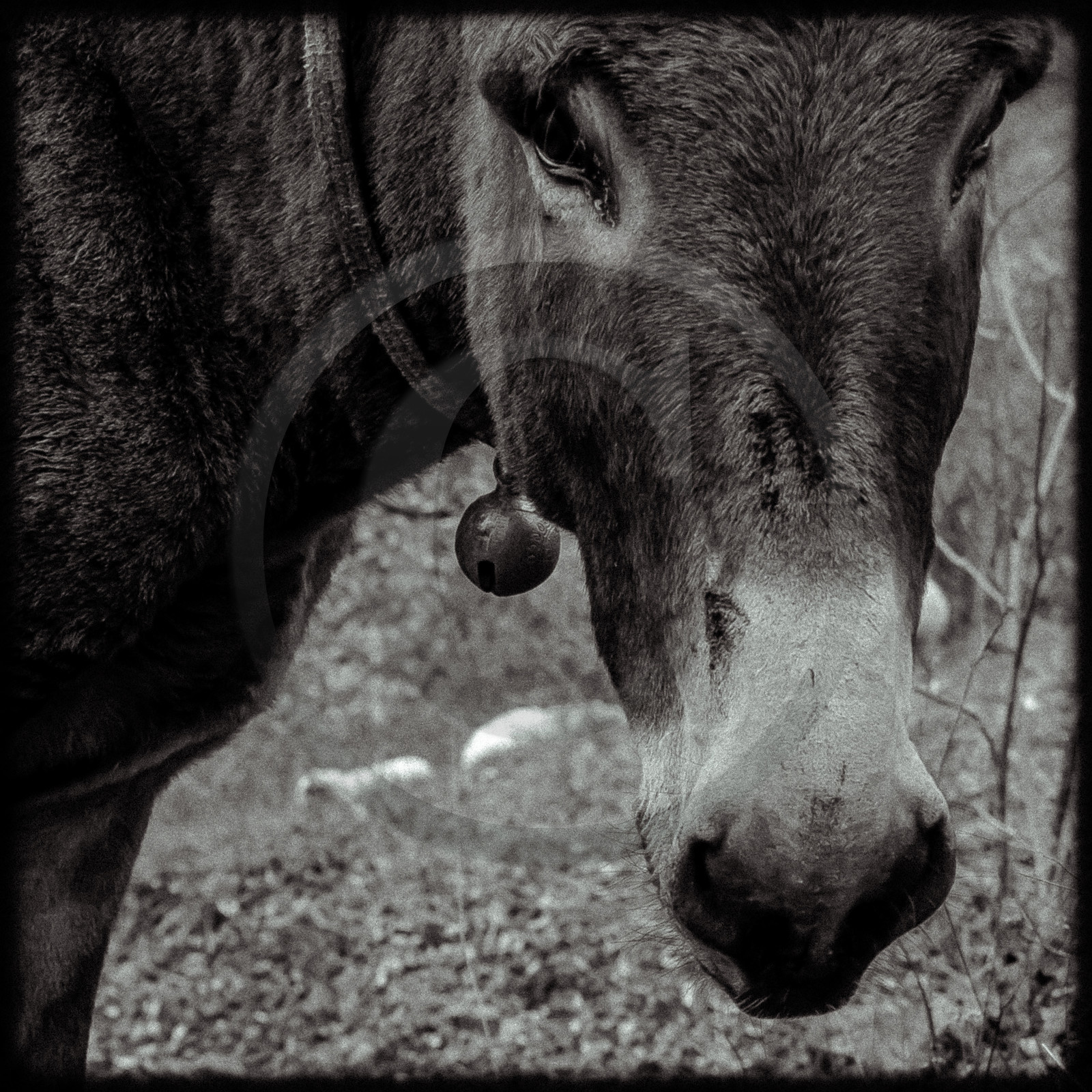 Portraits des animaux de la ferme
