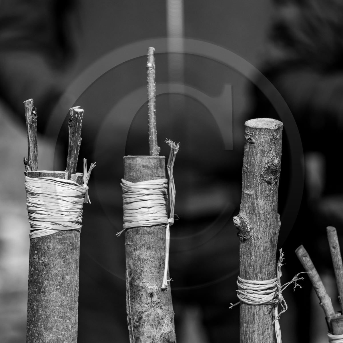 10 avril 2022 : Initiation à la greffe d'arbres fruitiers