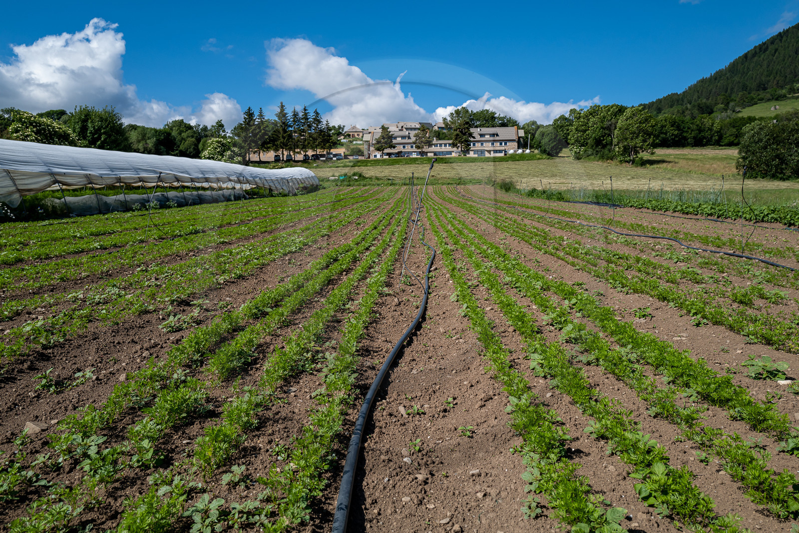 Légumontagne : maraichage biologique à Ancelle