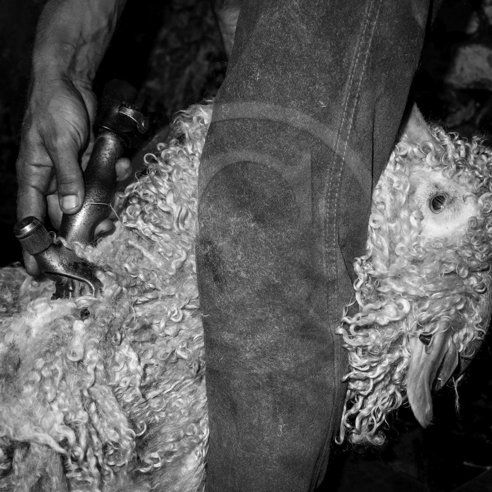 Le mohair arc en ciel