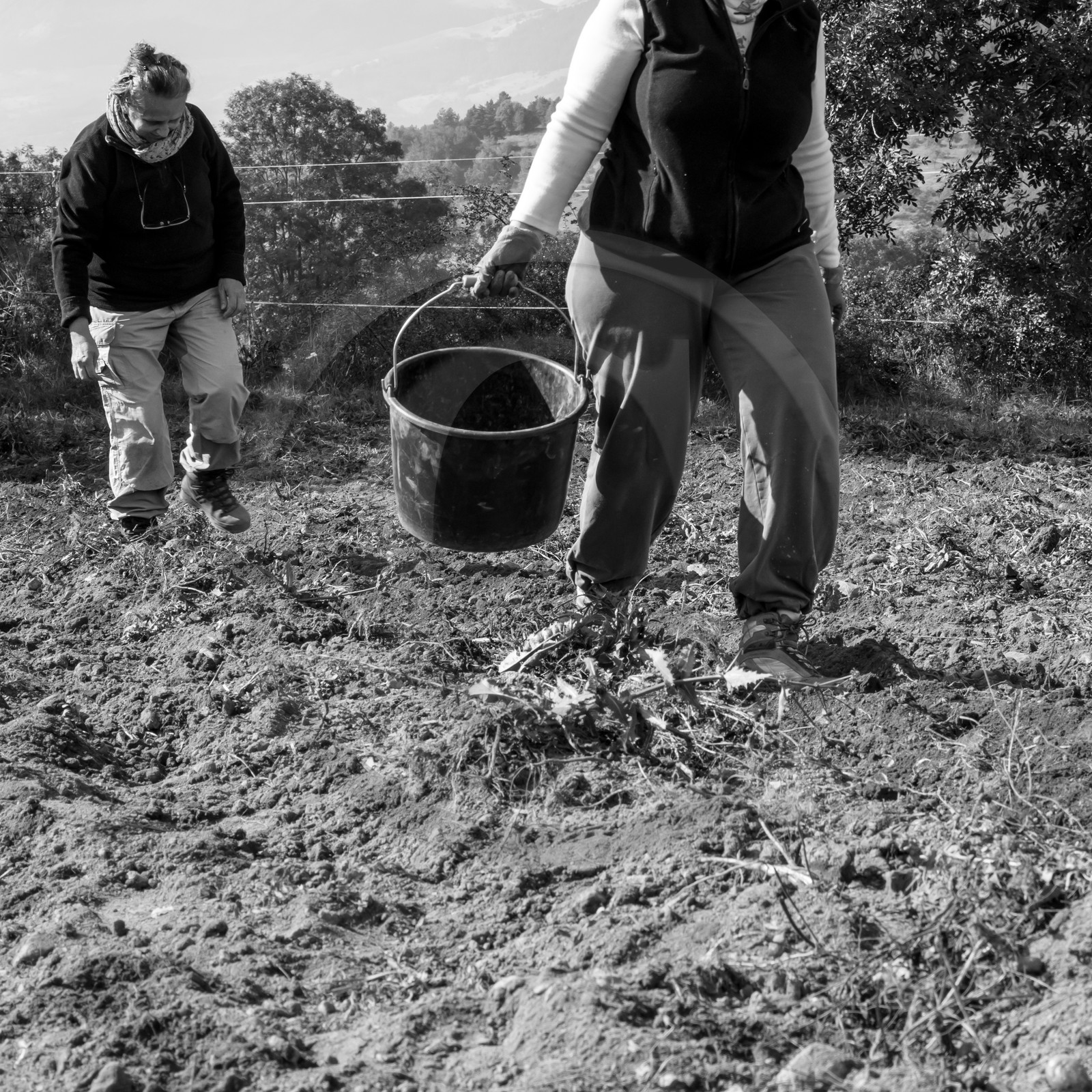 La récolte des pommes de terre avec un cheval