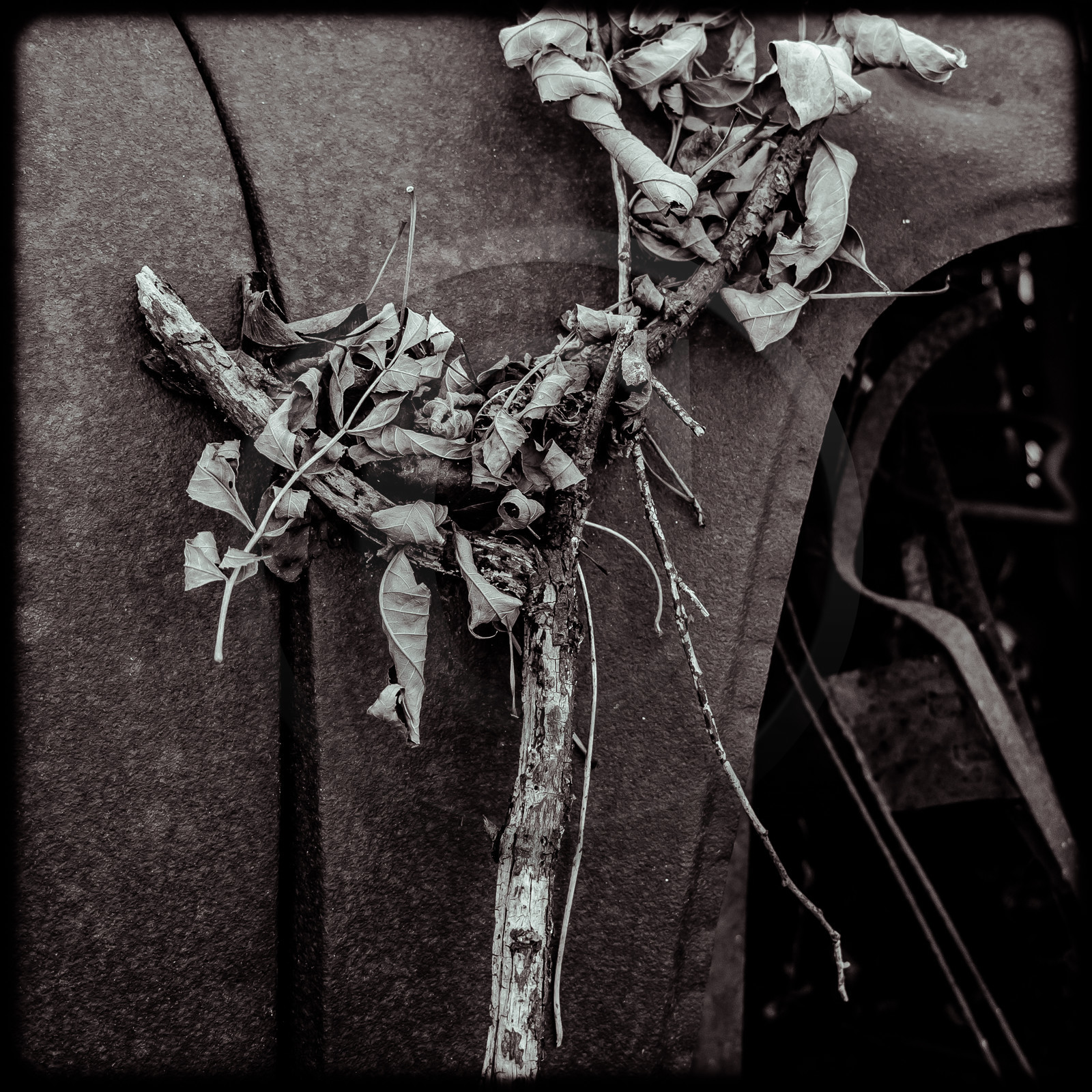 Un cimetière de voitures