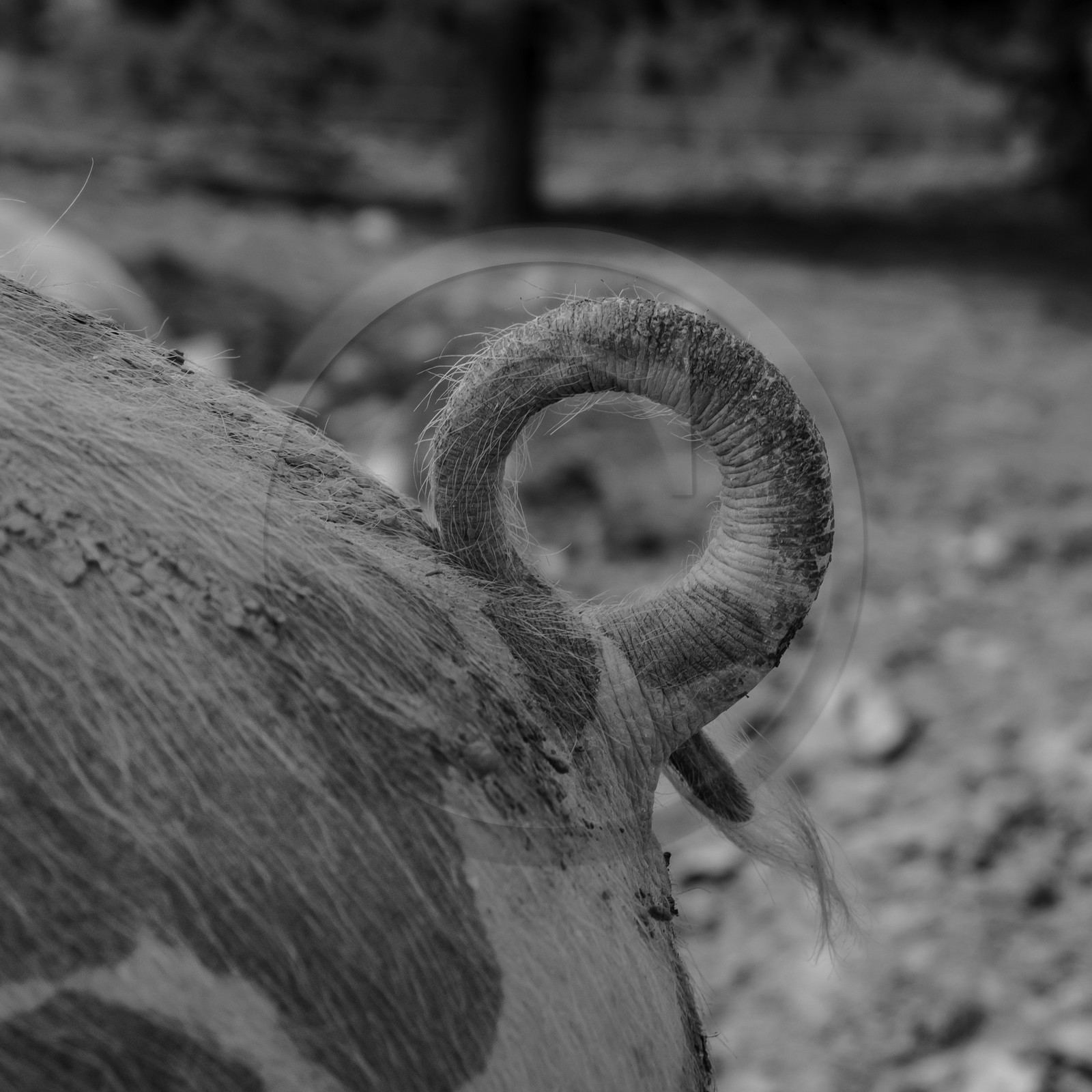 Elevage biologique de cochons en plein air