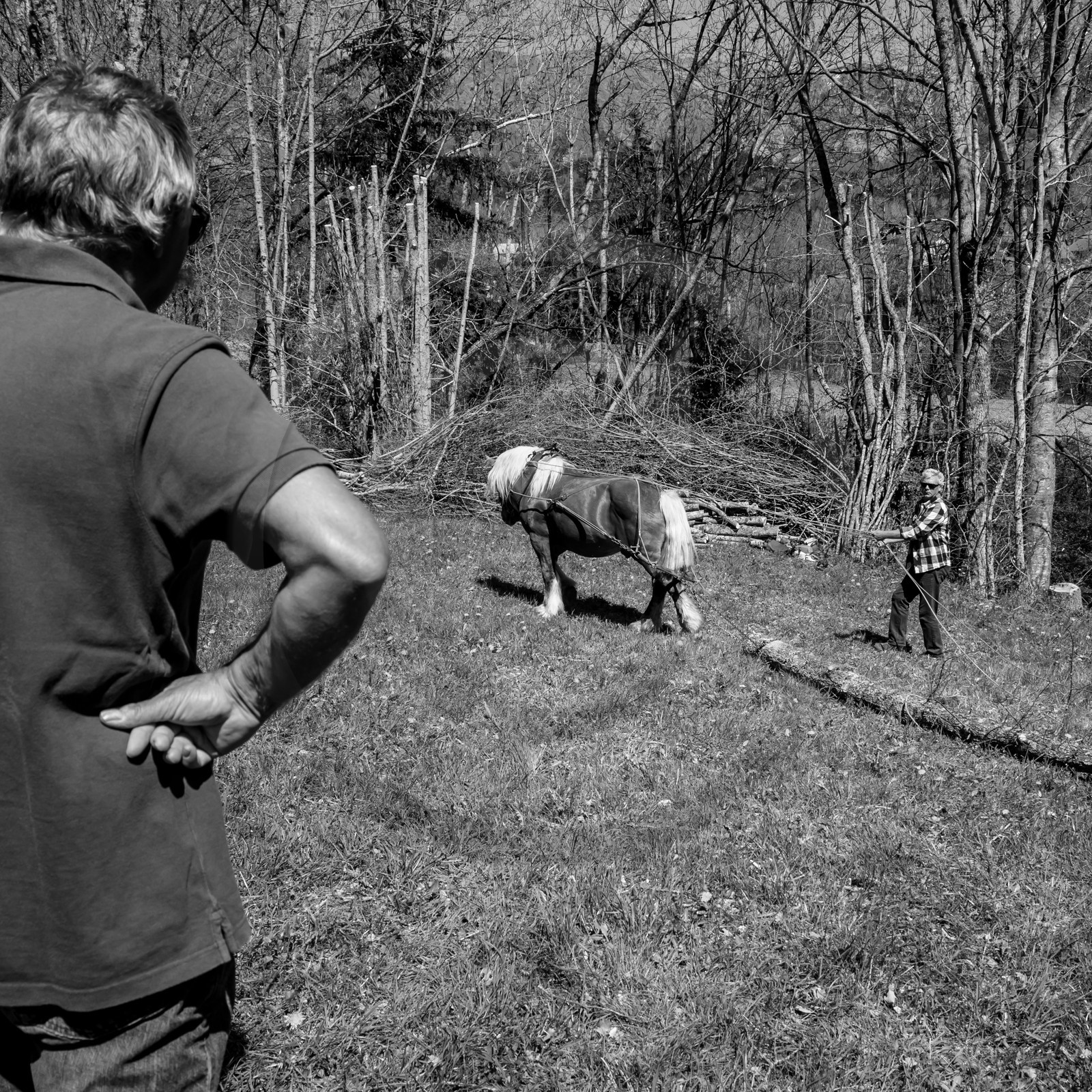 Débardage avec un cheval - 17 04 17