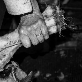 La tonte des moutons