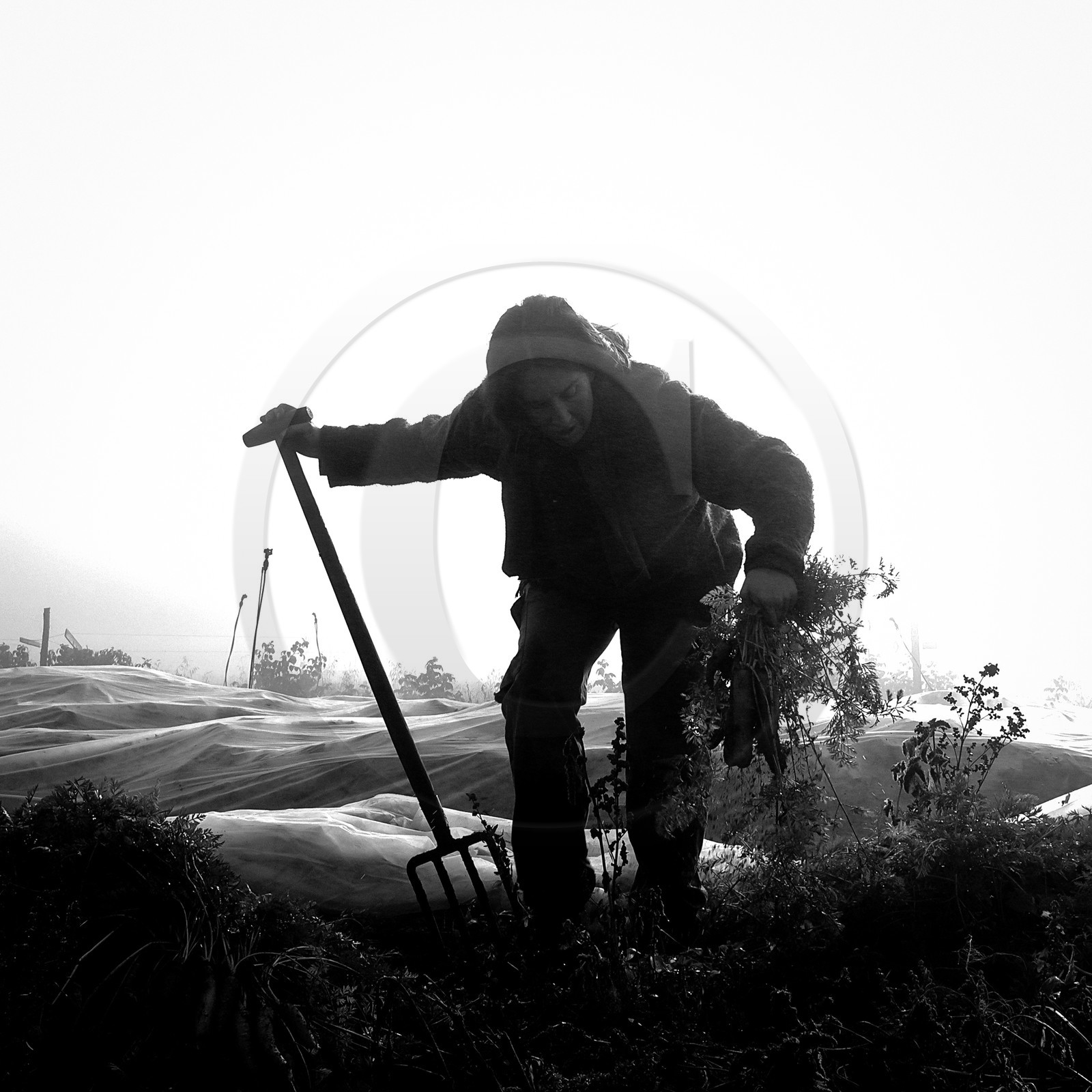 Sophie Jaussaud, maraichère à Ancelle