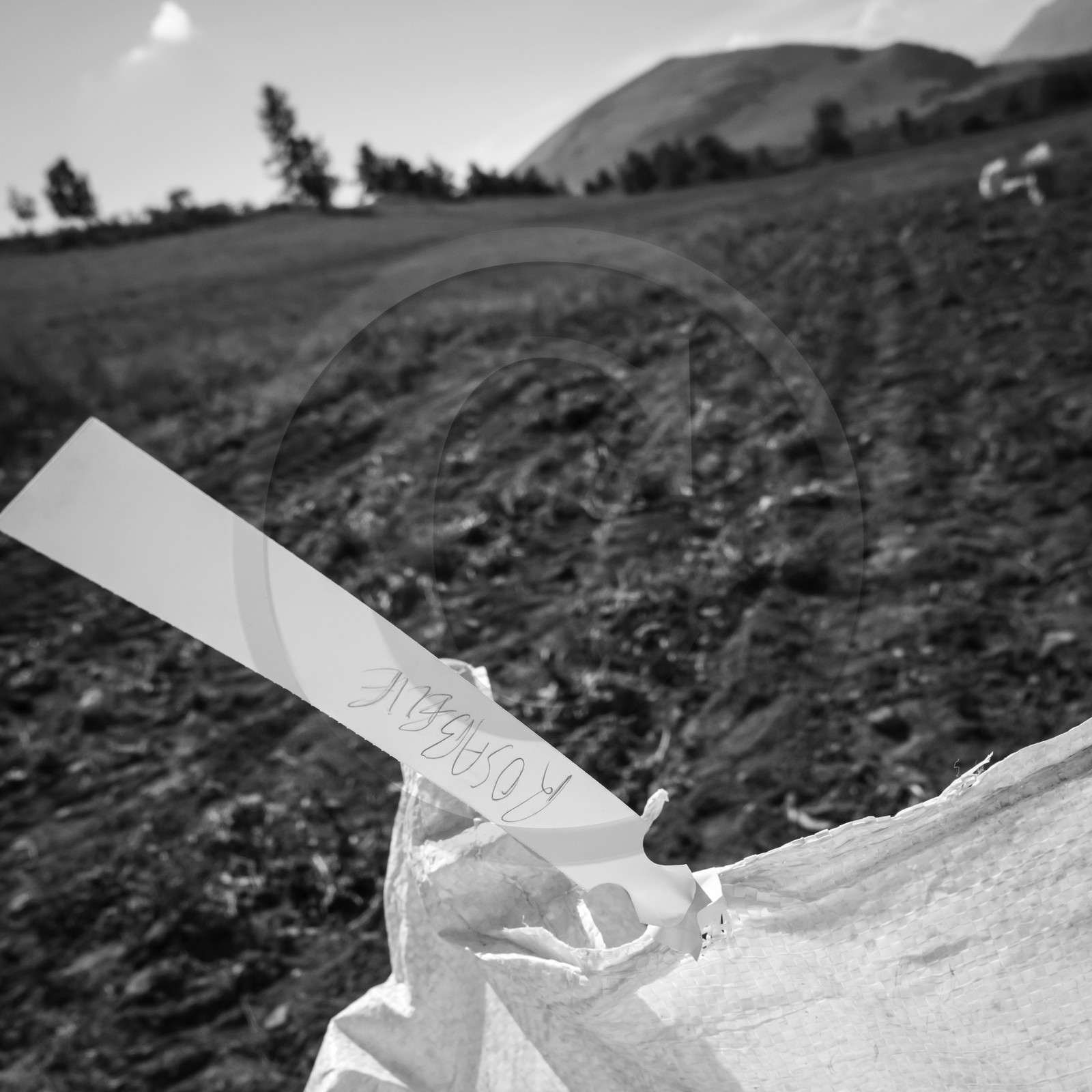 La récolte des pommes de terre