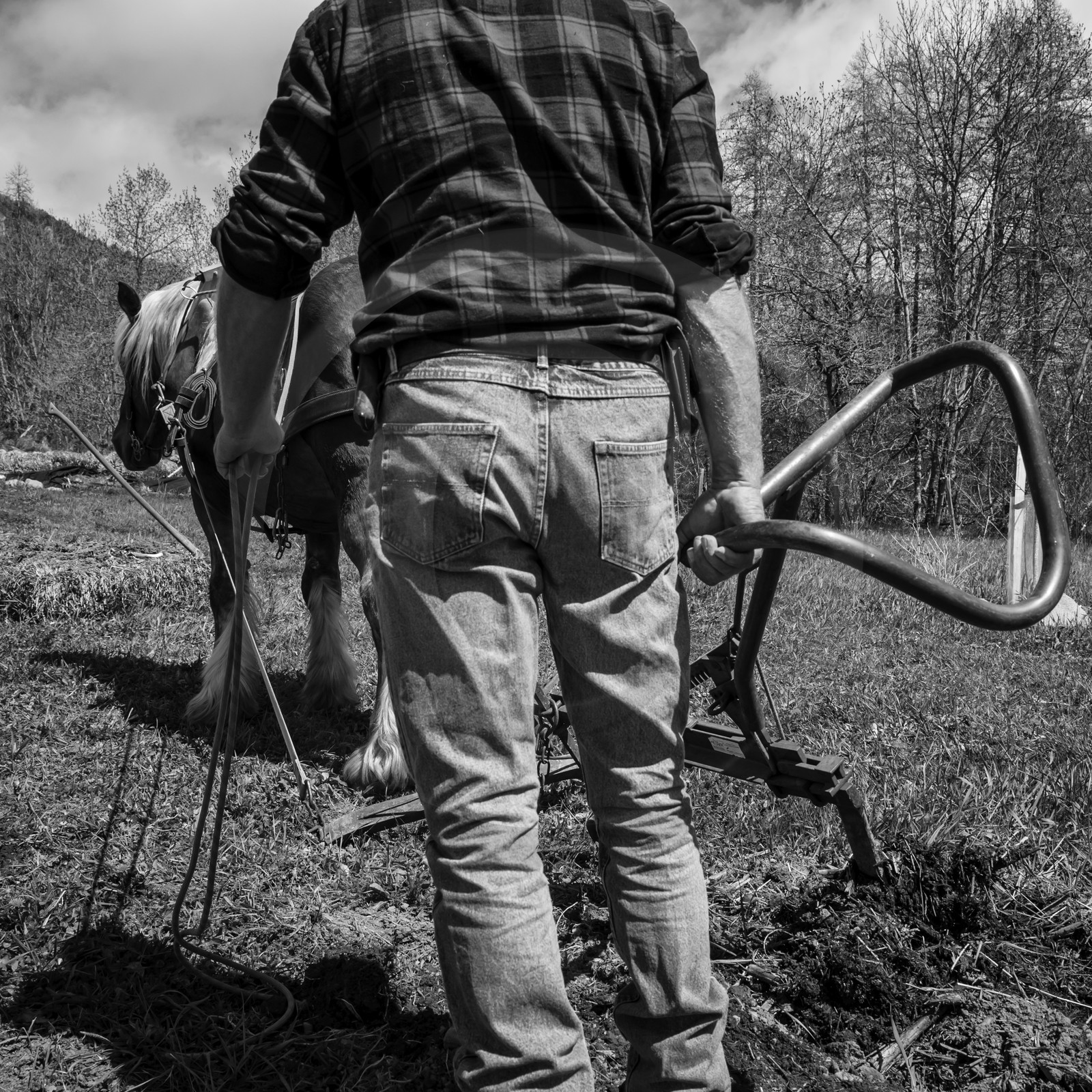Labour avec un cheval
