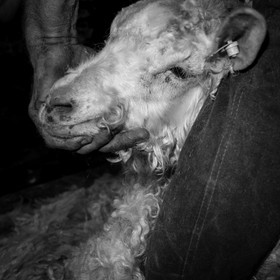 Le mohair arc en ciel