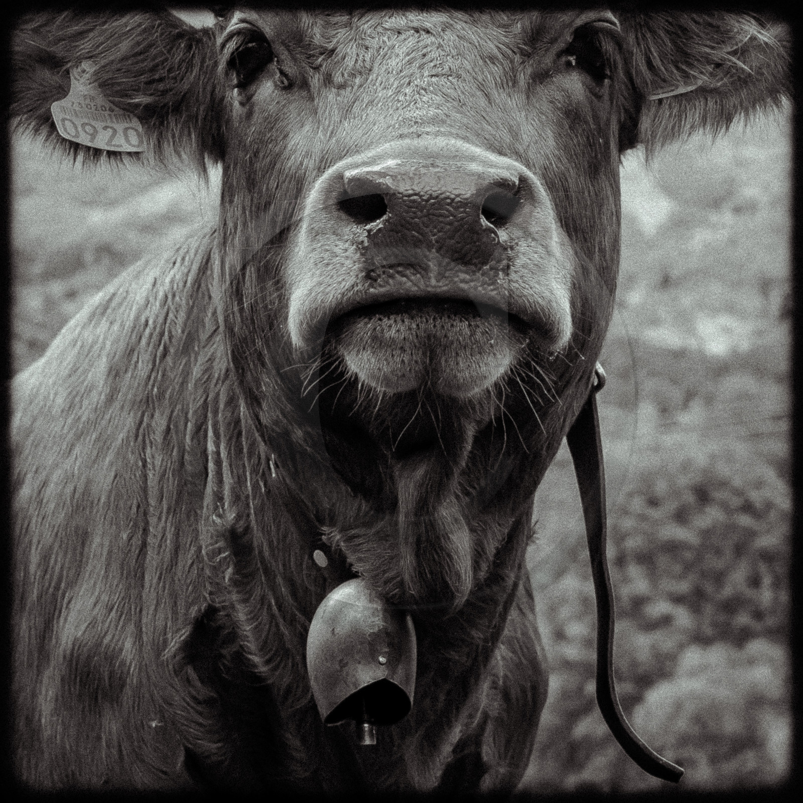 Portraits des animaux de la ferme