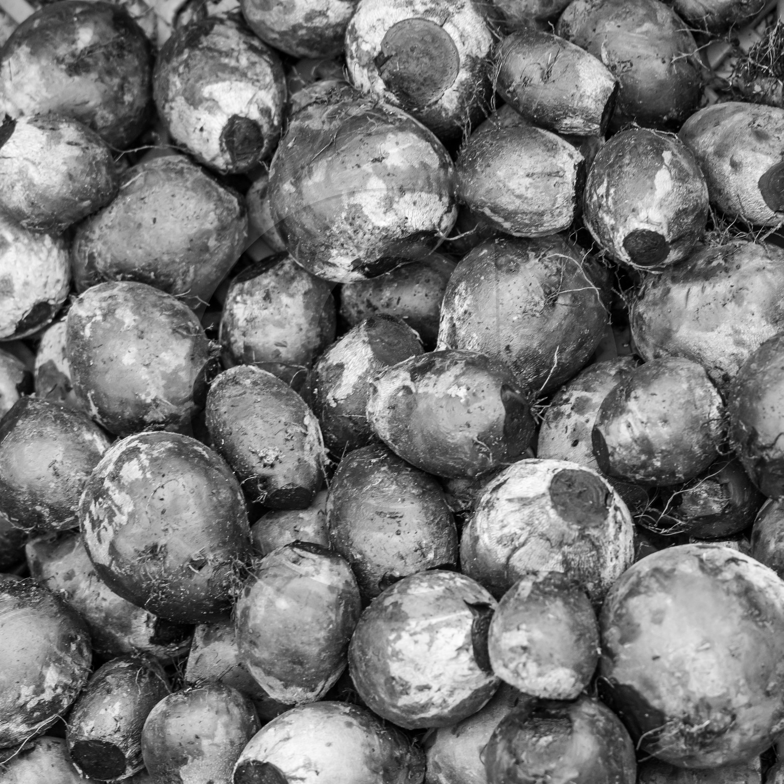 Maraichage biologique dans le Champsaur