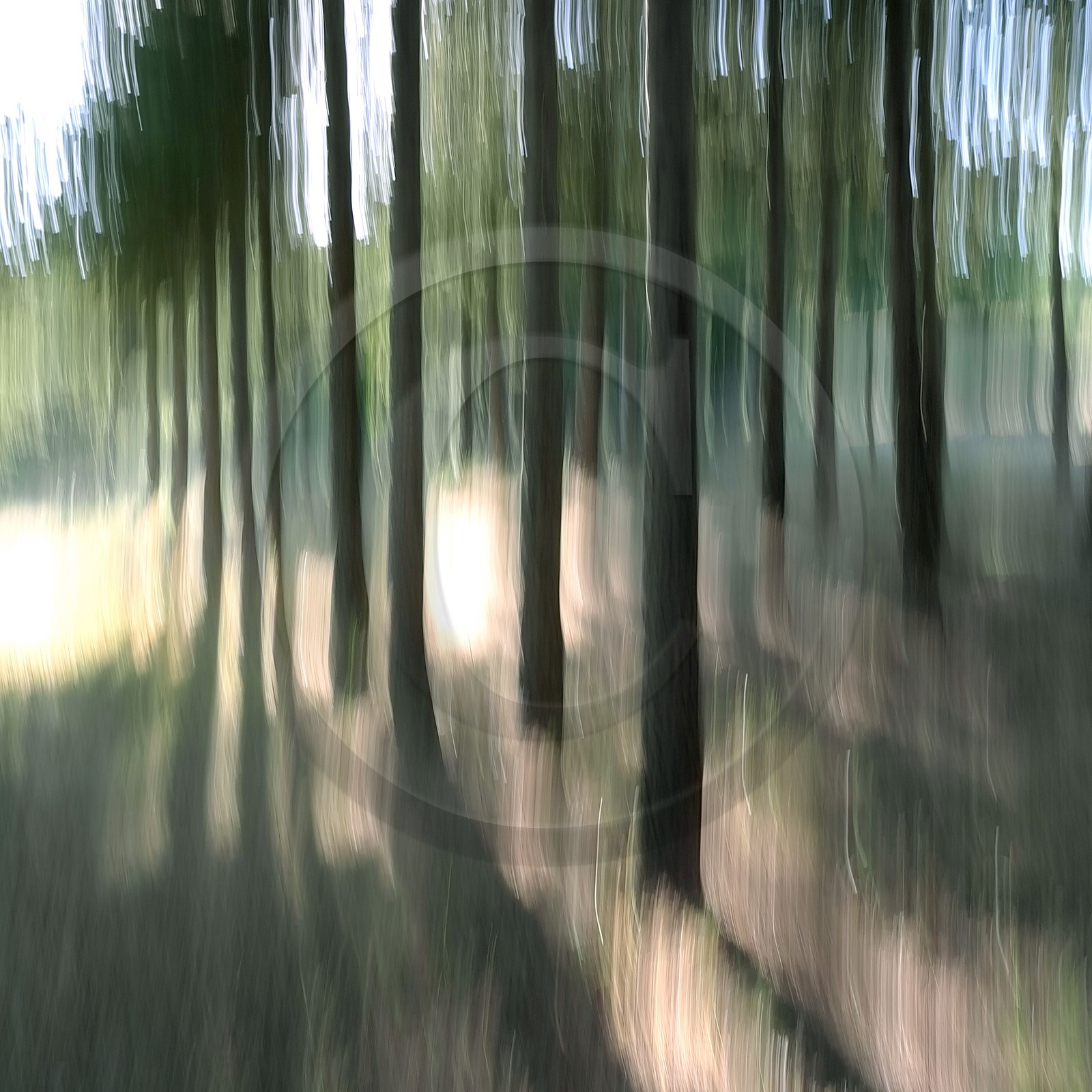 Le Pays des Arbres Flous