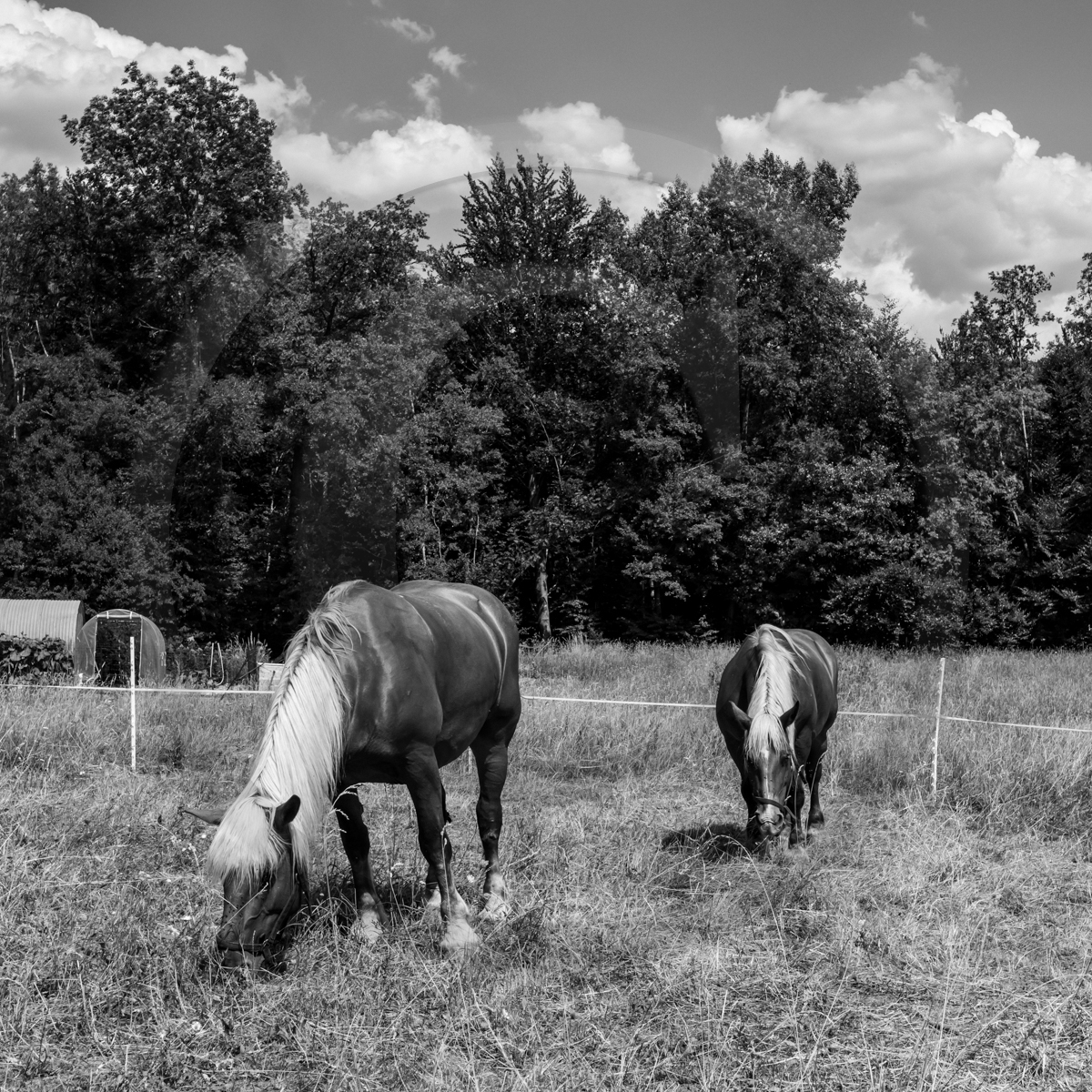 Jeanne Bleuse - Festival de Chaillol