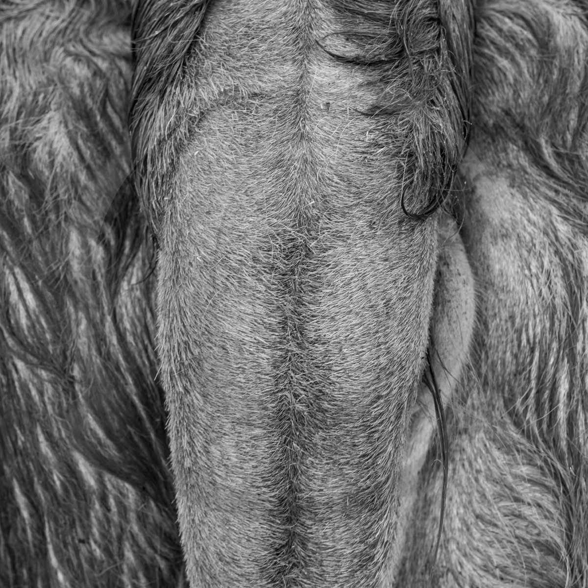 Rencontres paysannes à Saint-Bonnet en Champsaur