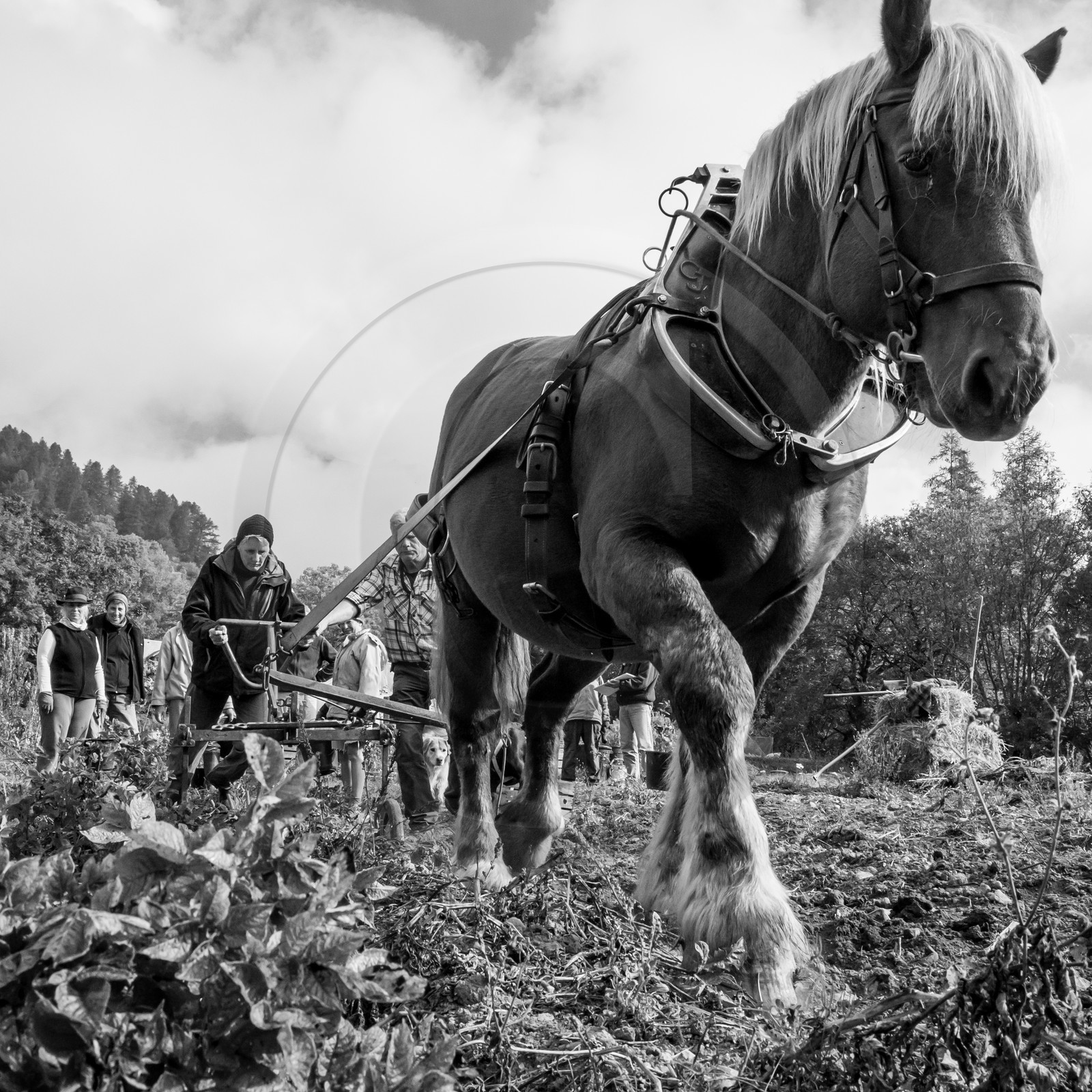 La récolte des pommes de terre avec un cheval