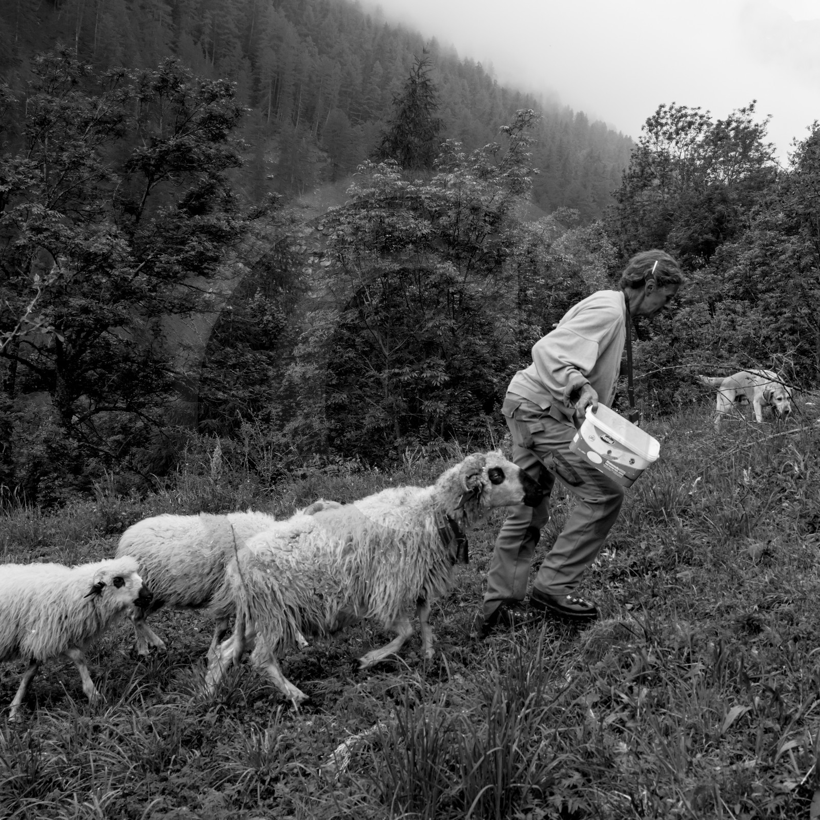 La transhumance des brebis
