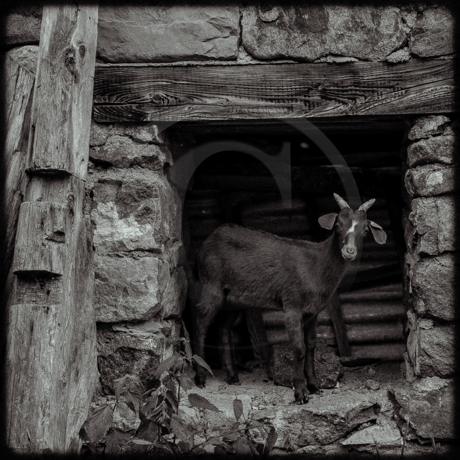 Portraits des animaux de la ferme
