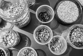 23 avril 2025 : Des oiseaux et des plantes