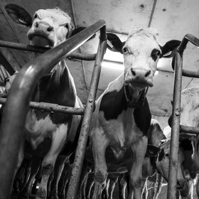 La traite des vaches
