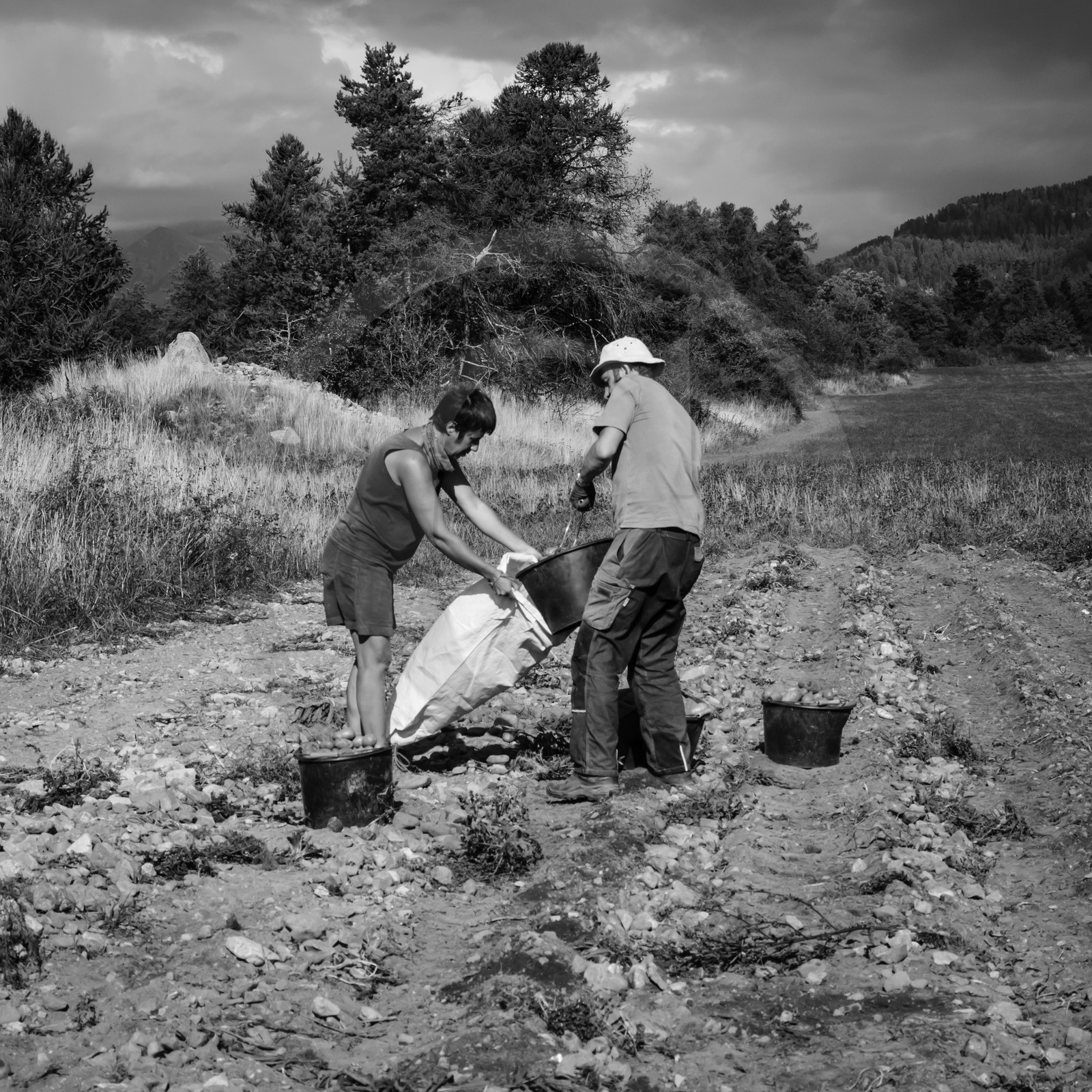 La récolte des pommes de terre