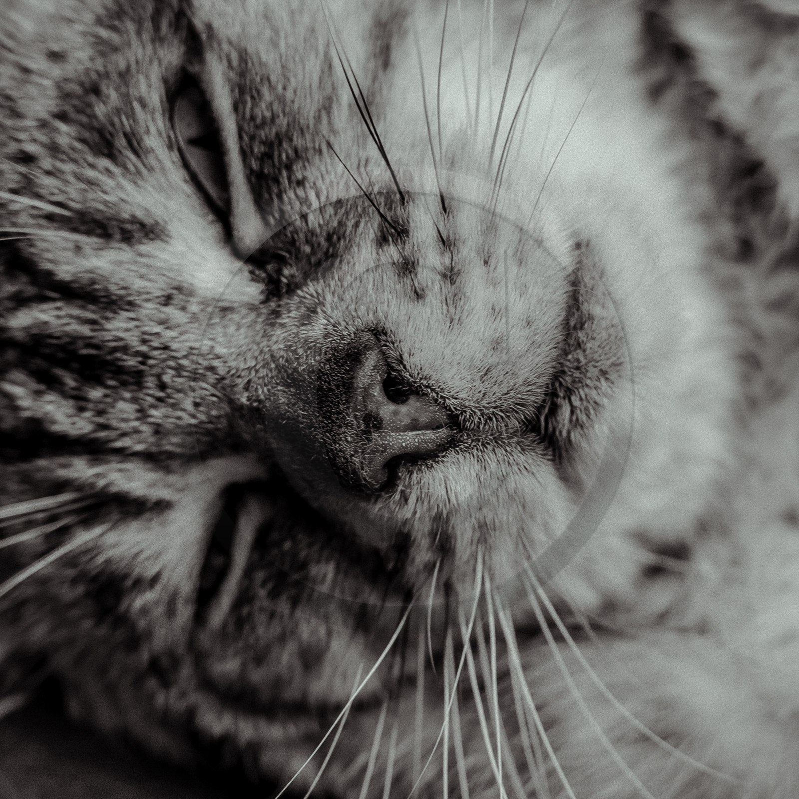 Portraits de Chats