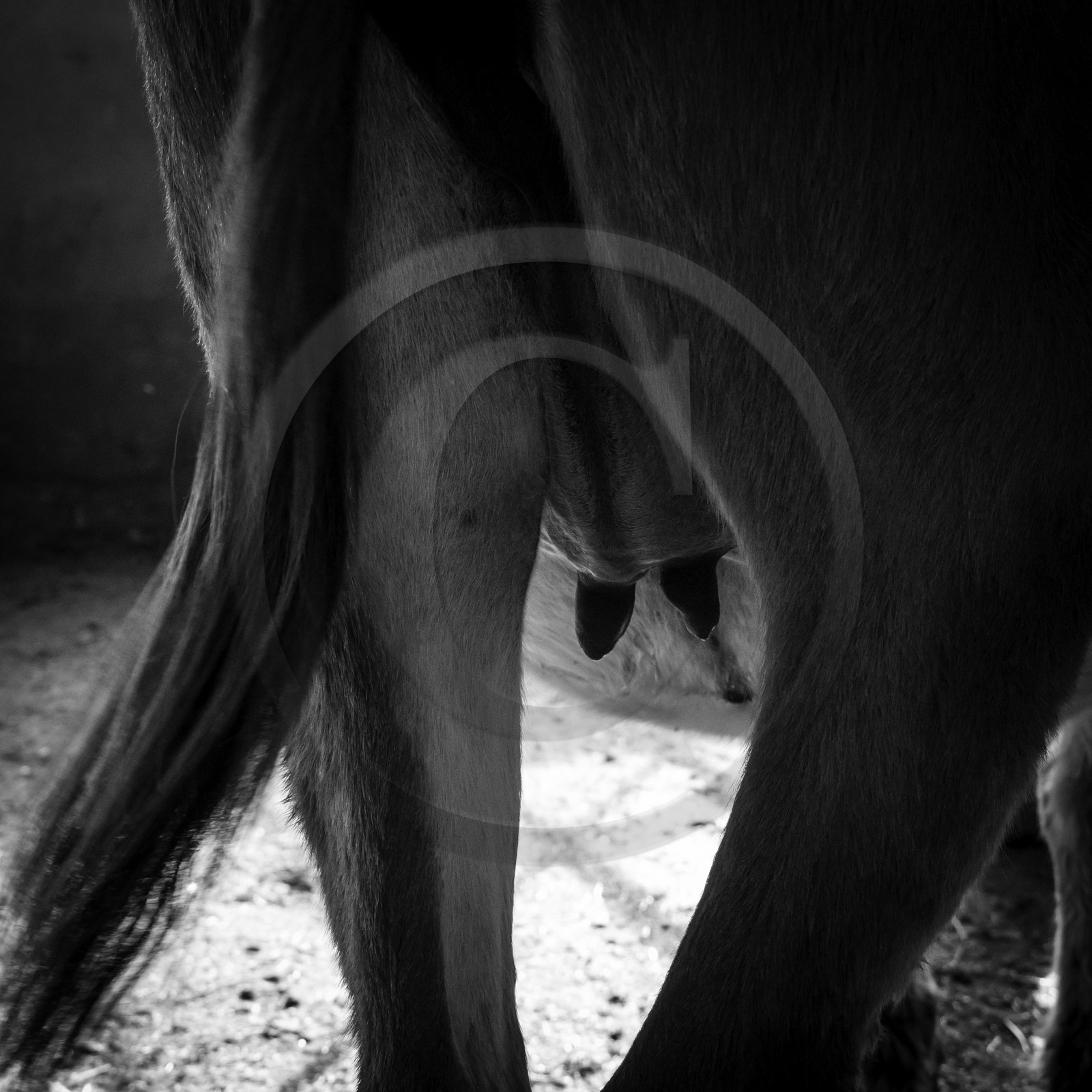 L'asinerie Le sentier des ânes