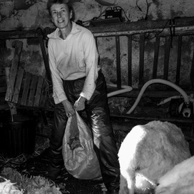 La tonte des moutons