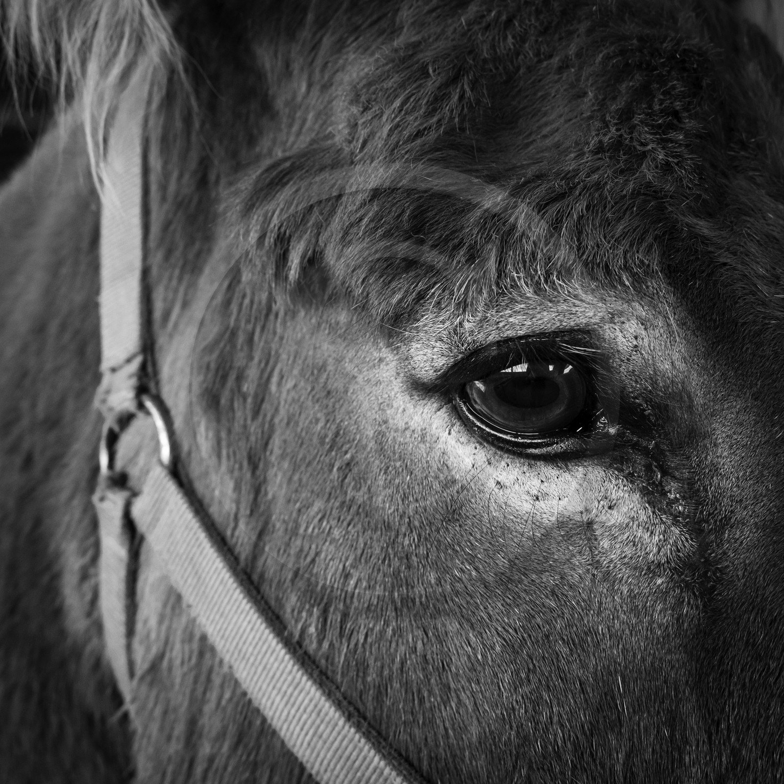 L'asinerie Le sentier des ânes
