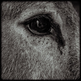 Portraits des animaux de la ferme